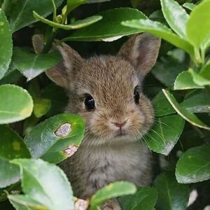 1119 - @Fuzzybunny_fash Unlisted Vintage to Modern Jewelry 🐇 🐿 🐰 ♥️